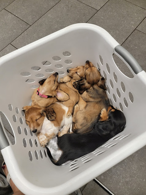 New Puppies. Share NOW. #puppies #dachshunds #baby puppies #eclecticredbarn